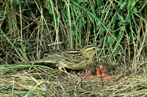 Dolichonyx: Female Bobolink at Nest