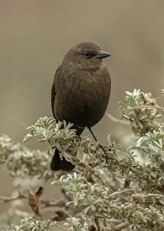 301120: Female Brewers blackbird, Euphagus cyanocephalus