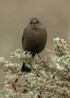 Blackbird: Female Brewers blackbird, Euphagus cyanocephalus