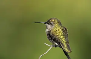 Selasphorus: Female Broad-tailed Hummingbird