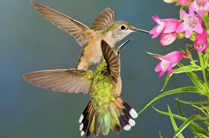 Selasphorus: Female Broad-tailed Hummingbird