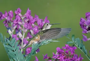 Selasphorus: Female Broadtail Hummingbird
