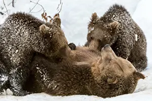 Suck: Female brown bear suckles two 1-year-old European