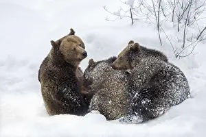 Arctos: Female brown bear (Ursus arctos arctos) suckling