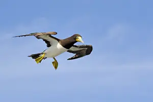Gent: A female Brown Booby (Sula leugogaster leugogas
