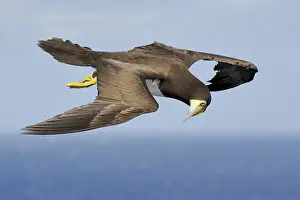 Gent: A female Brown Booby (Sula leugogaster leugogas