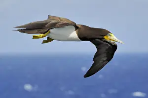 Cayman: A female Brown Booby (Sula leugogaster leugogas