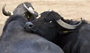 Rearing: Female Buffalo laying its head on the back of another Italy