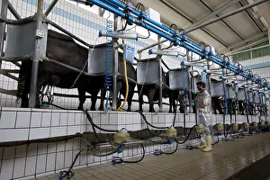 Workers: Female Buffaloes in a milking stall Region of Naples Italy
