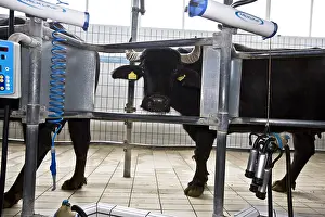 Naples: Female Buffaloes in a milking stall Region of Naples Italy