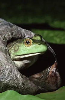 Catesbeiana: Female Bullfrog