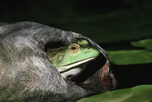 Catesbeiana: Female Bullfrog
