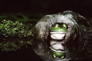 Catesbeiana: Female Bullfrog