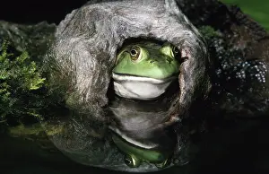 Catesbeiana: Female Bullfrog
