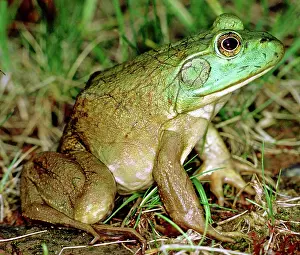 Bullfrogs: Female Bullfrog