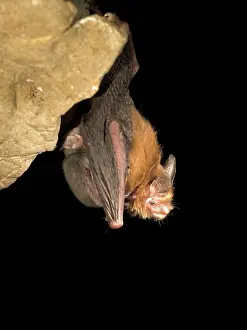 Kittiss: Female Bumblebee Bat / Kitti's Hog Nosed bat -