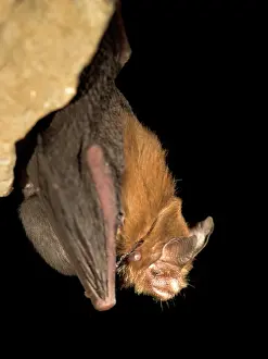 Nosed: Female Bumblebee Bat / Kitti's Hog Nosed bat -