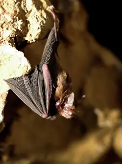 Nosed: Female Bumblebee Bat / Kitti's Hog Nosed bat