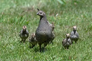 January: Female California Quail (Callipepla californica)