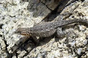 Blotched: Female California Side-Blotched Lizard