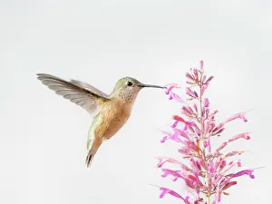 Hummingbird: Female calliope hummingbird in flight, east mountain