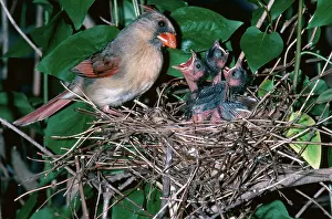Regurgitation: Female Cardinal with Young