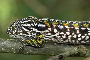 Lateralis: Female Carpet / Jewel Chameleon, close up of head