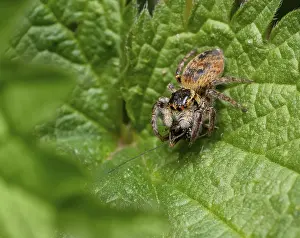 Catch: Female carrhotus xanthogramma jumping spider with prey on a nettle plant leaf