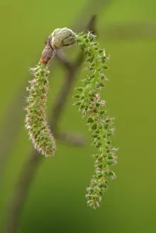 Stacked: Female catkins of Grey Poplar, Populus canescens