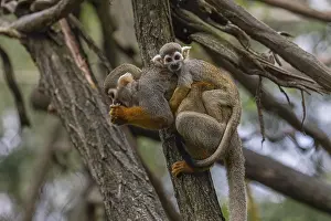 Carries: One female Central American squirrel monkey