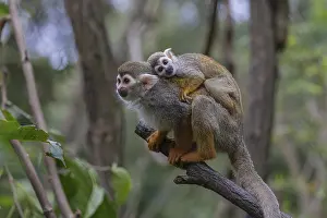 One female Central American squirrel monkey
