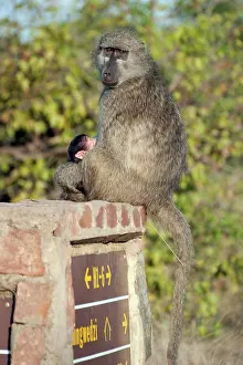 Simiiformes: Female Chacma Baboon with baby on signpost - Kruger