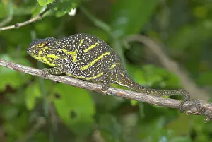 Madagscar: Female Chameleon - on branch
