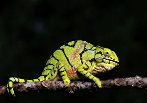 Furcifer: Female chameleon of the genus (Furcifer timoni)