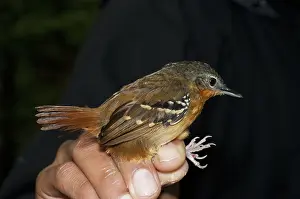 Tambopata: Female chestnut-tailed antbird