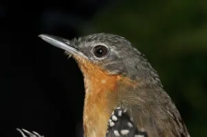 Tambopata: Female chestnut-tailed antbird