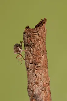 Weevil: Female of chestnut weevil (Curculio elephas) descending