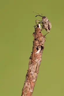 Weevil: Female of chestnut weevil (Curculio elephas) resting