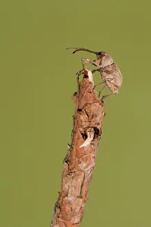 Weevil: Female of chestnut weevil (Curculio elephas) resting