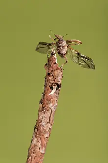 Weevil: Female of chestnut weevil (Curculio elephas) takes