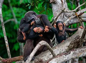 Held: Female chimpanzee (Pan troglodytes) with a babie