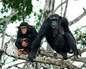 Catarrhini: Female chimpanzee (Pan troglodytes) with a baby