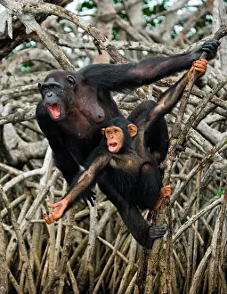 Hung: Female chimpanzee (Pan troglodytes) with a baby