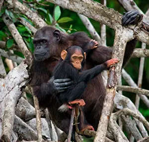 Held: Female chimpanzee (Pan troglodytes) with a baby