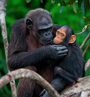 Wheedle: Female chimpanzee (Pan troglodytes) with a baby