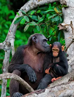 Wheedle: Female chimpanzee (Pan troglodytes) with a baby