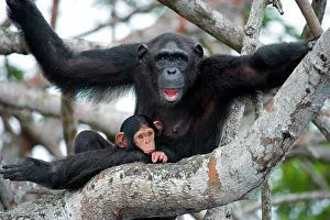 Grimacing: Female chimpanzee (Pan troglodytes) with a baby