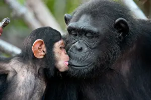 Crazy: Female chimpanzee (Pan troglodytes) with a baby
