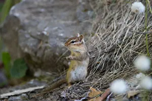 Striatus: female chipmunk (Tamias striatus) waking from h