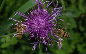 Hexapods: Female Common banded hoverflies, Syrphus ribesii